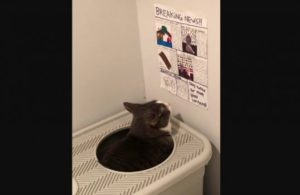 newspaper litter box