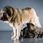 are caucasian shepherds good with kids