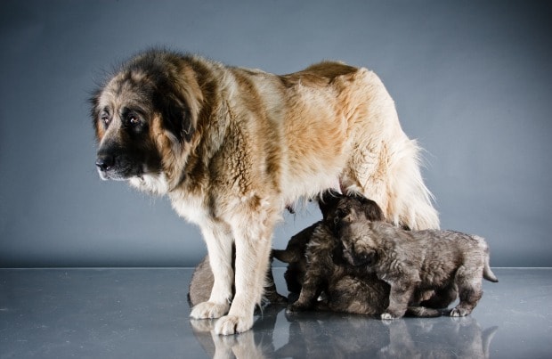 what is the breed of caucasian shepherd dog