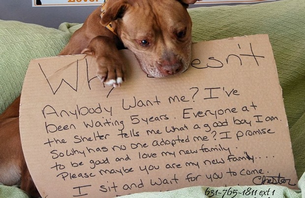 Pit Bull That Spent 5 Years in Shelter Finally Gets Adopted Thanks to  Facebook Plea | BeChewy