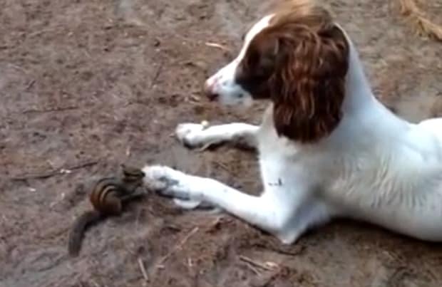 chipmunk dog