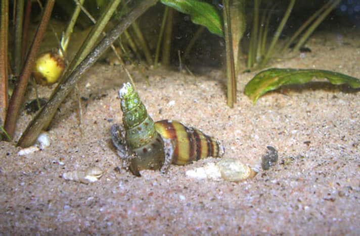 Aquatic Snails | BeChewy