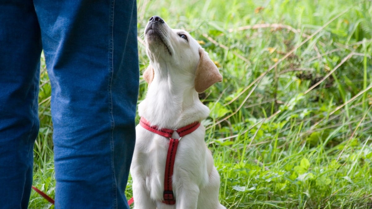 how-to-teach-your-dog-to-perform-a-fixed-behavior-chain-bechewy