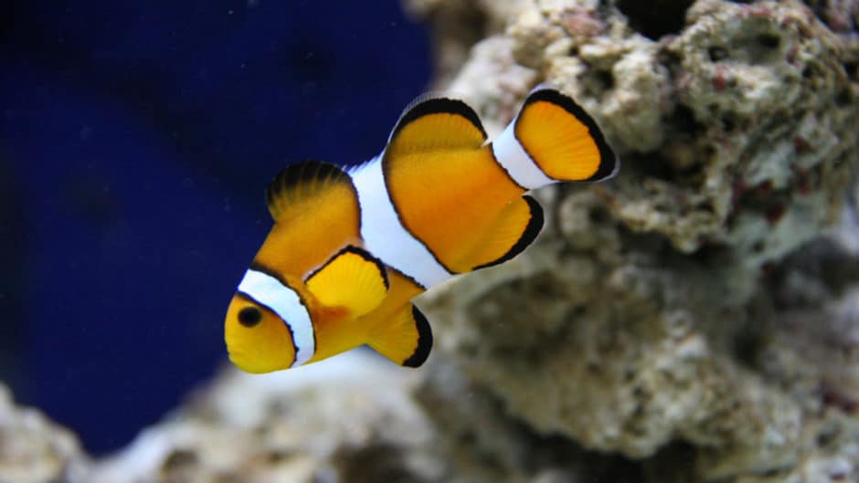 Fish Tank Temperatures During The Summer | BeChewy