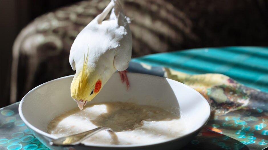The Scoop On Feeding Cereal To Pet Birds BeChewy
