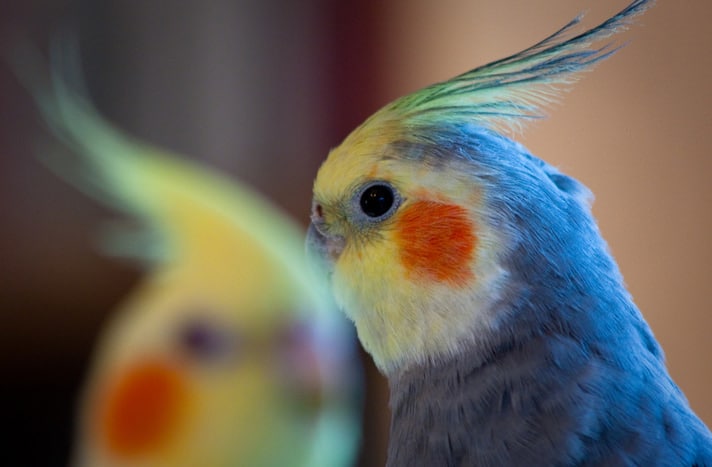 How to Differentiate Bird Gender 