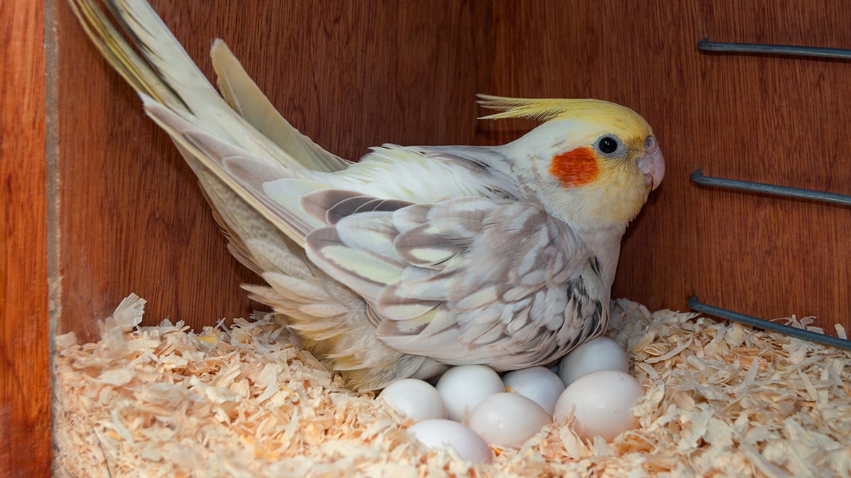 How Many Times a Year Do Cockatiels Lay Eggs 