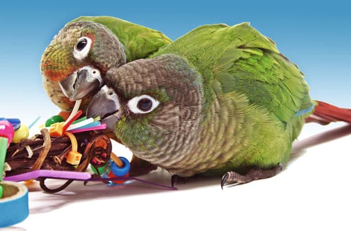 5 Ways To Play With Your Pet Conure | BeChewy