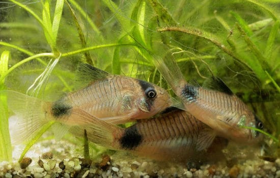 5 Great Bottom Dwelling Freshwater Aquarium Fish | BeChewy