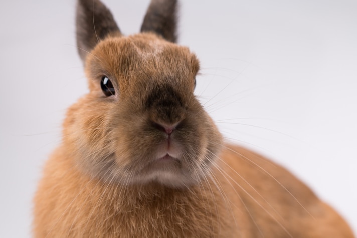 6 Signs Your Rabbit Is Getting Old | BeChewy
