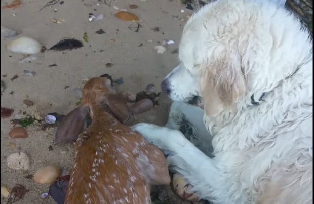 620px x 403px - Amazing Video: Dog Helps Save Fawn from Drowning | BeChewy