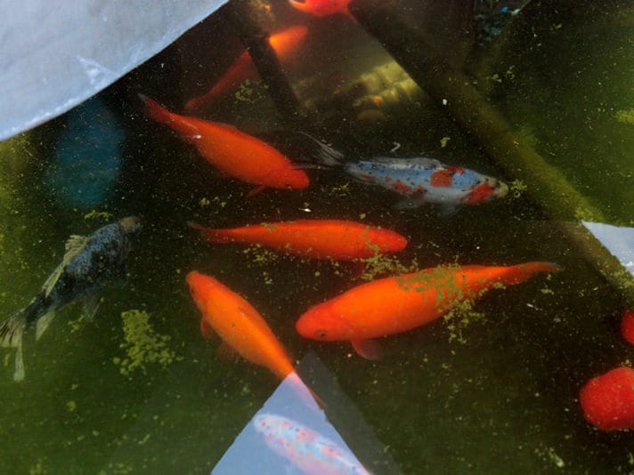 Gold fish From Tanks To Outdoor Ponds