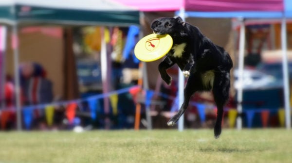 personalized 7" high Award Winner Disc Dog Frisbee Catch trophy 