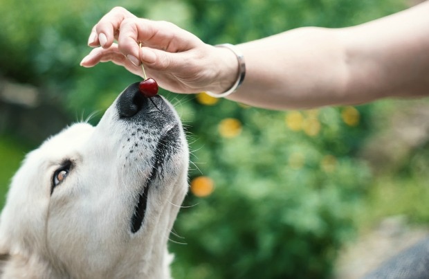 are black cherries safe for dogs