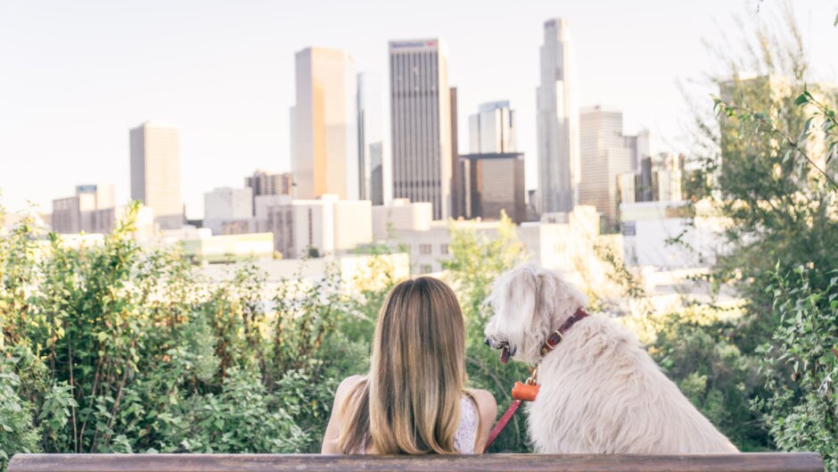 Why You Should Vacation With Your Dog in Los Angeles, California BeChewy