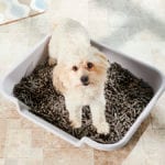 Dog Litter 101: What It Is and How to Use It