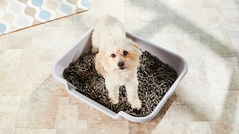 Dog Litter What It Is and How to Use It BeChewy