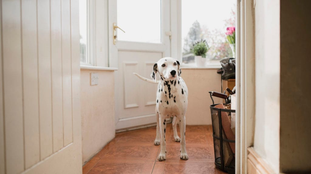 https://media-be.chewy.com/wp-content/uploads/dog-mudroom_ideas-1024x576.jpg