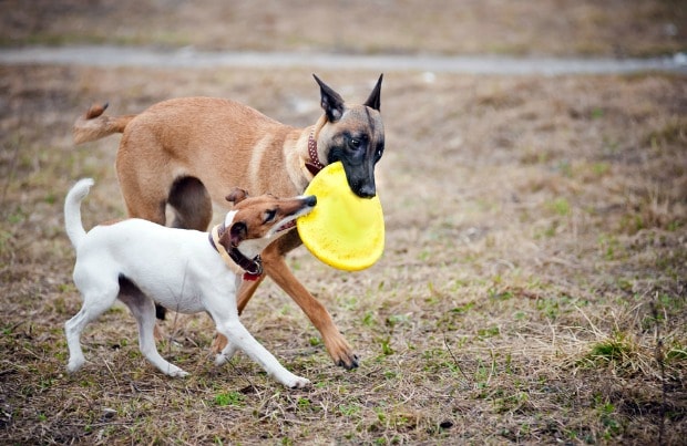 should i let my dog play with other dogs