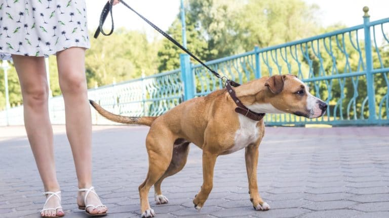 Stop Your Dog From Pulling on the Leash | BeChewy