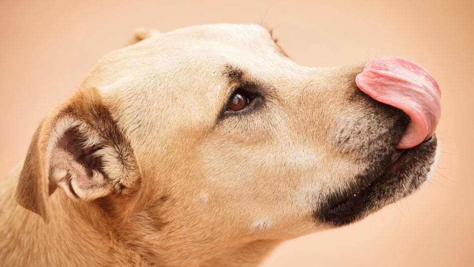 Is Your Dog Eating Cat Food? BeChewy