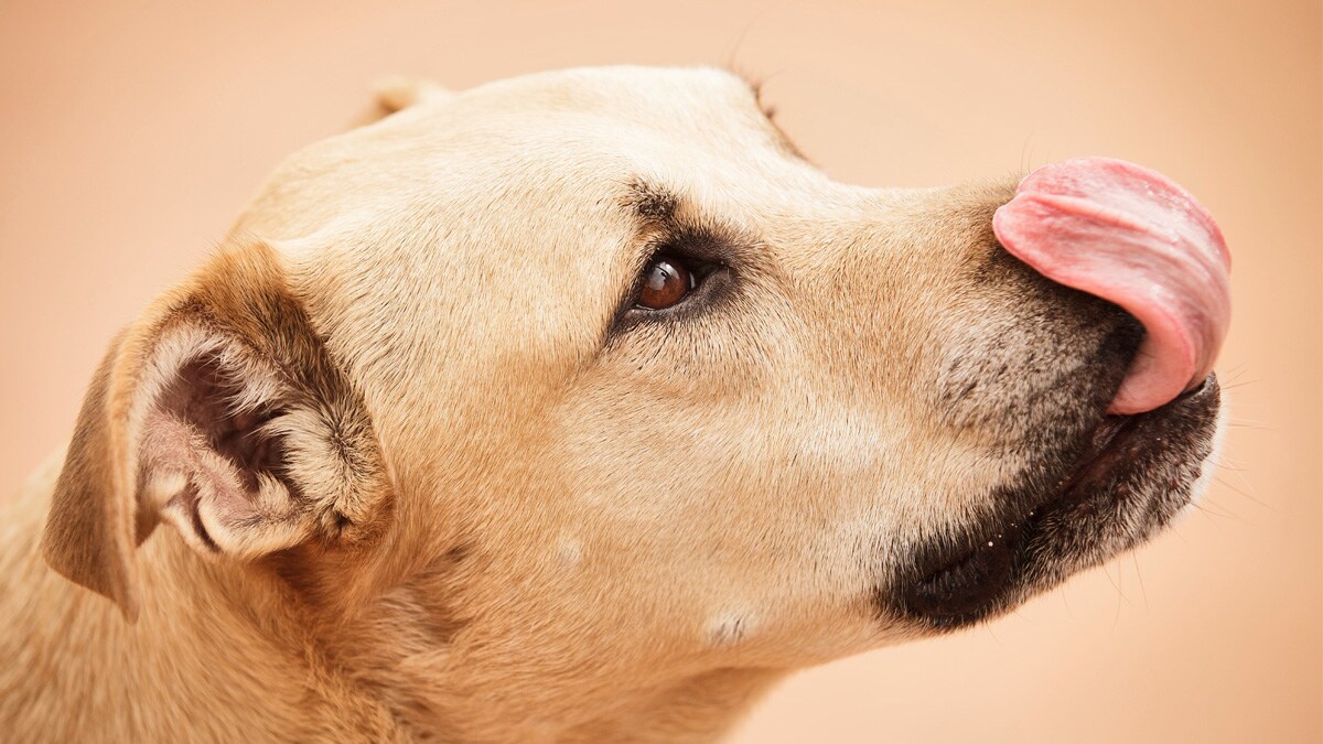 What If My Dog Only Eats Cat Food
