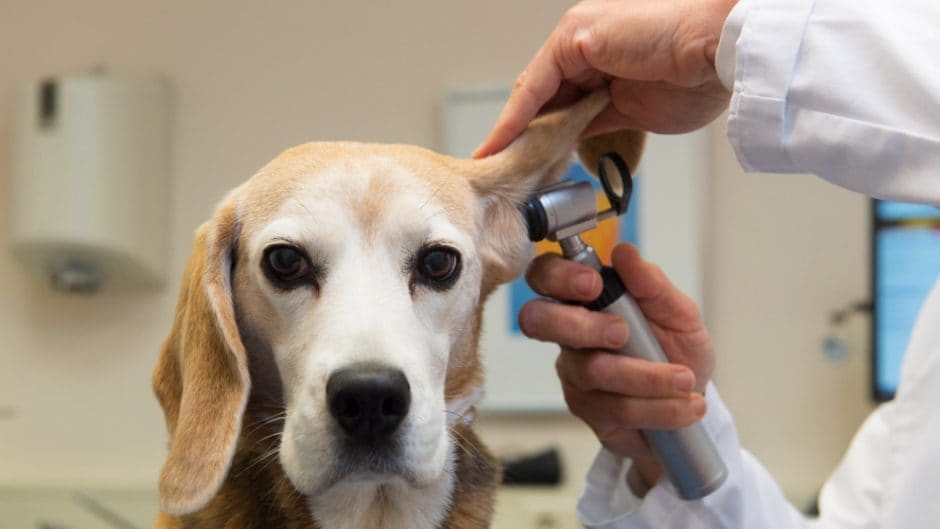Ear Mites in Dogs Signs, Treatments and Prevention BeChewy