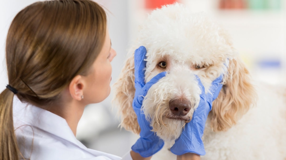 Dry Eye in Dogs: Symptoms, Diagnosis and Vet-Recommended Treatment | BeChewy
