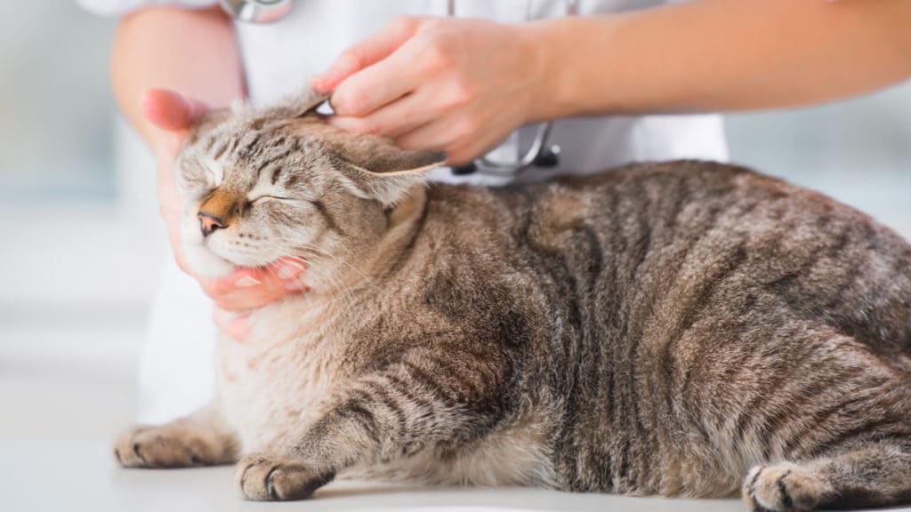 Ear mite outlet treatment for cats