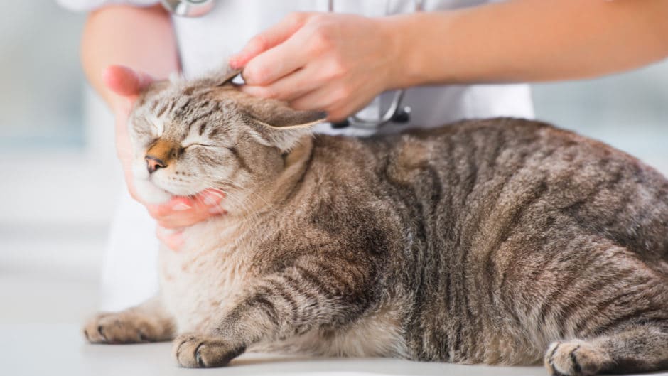 Ear Mite Treatment for Cats That Vets BeChewy