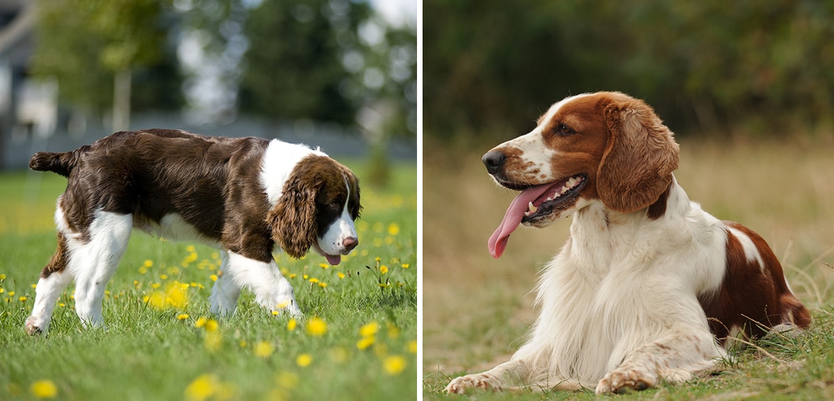 whats the difference between a cocker and springer spaniel