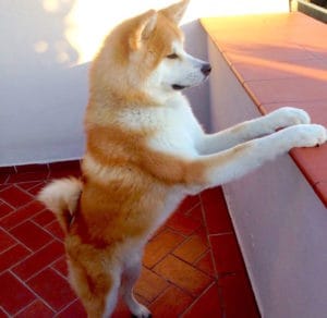 8 Reasons Akitas Make The Best Guard Dogs | BeChewy