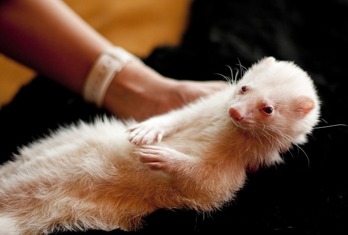 The Importance Of Ferrets As Therapy Animals | BeChewy