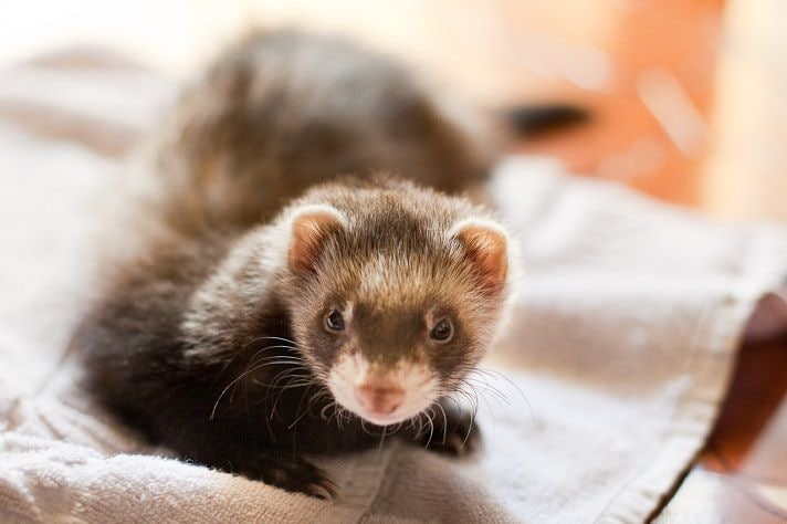 19 Ferret Facts You Need To Know | BeChewy