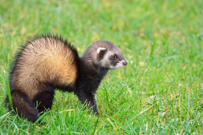 Scared ferret sale