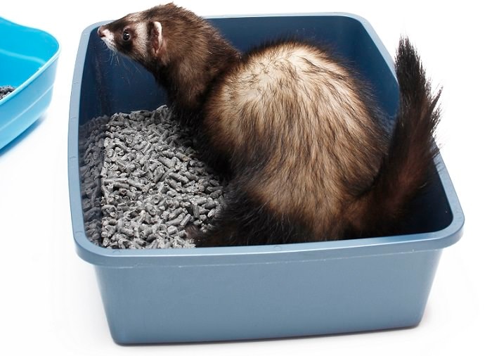 The Complete Scoop On Ferret Bechewy, What Causes Flat Stools