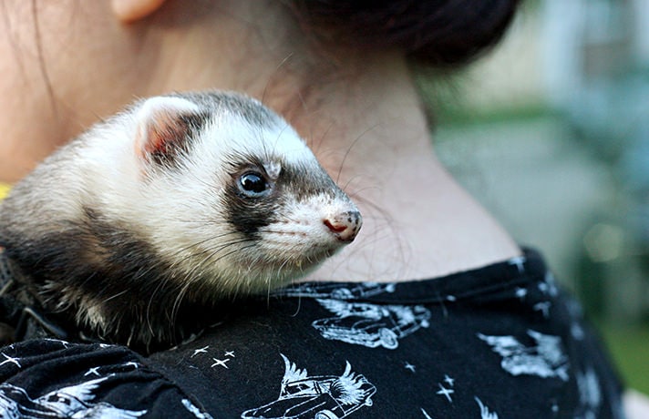 Animals That Look Like Ferrets | BeChewy