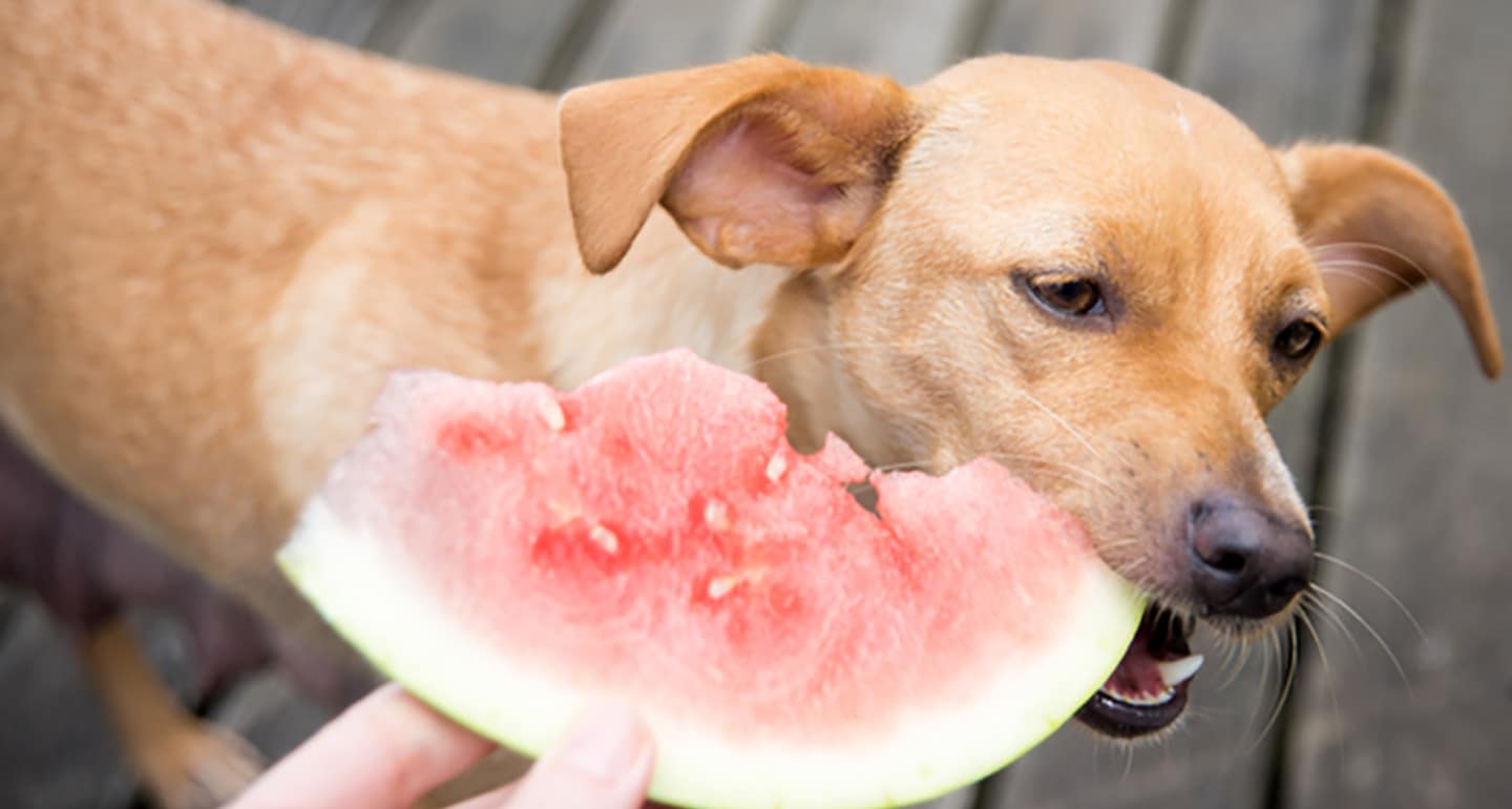 10 Best Fruits and Vegetables for Dogs