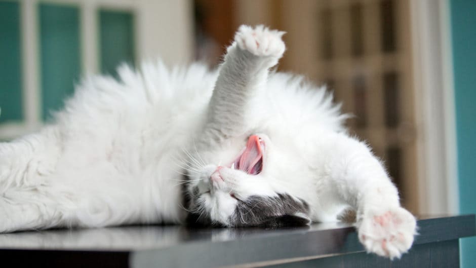 Why Do Cats Put Their Butts in Your Face? BeChewy