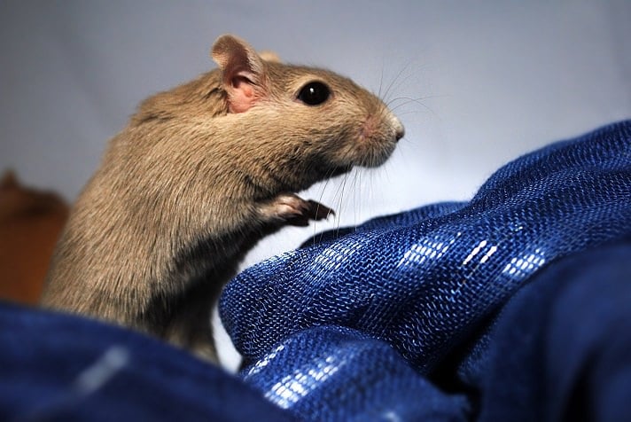 Gerbils Vs. Hamsters: What's The Difference