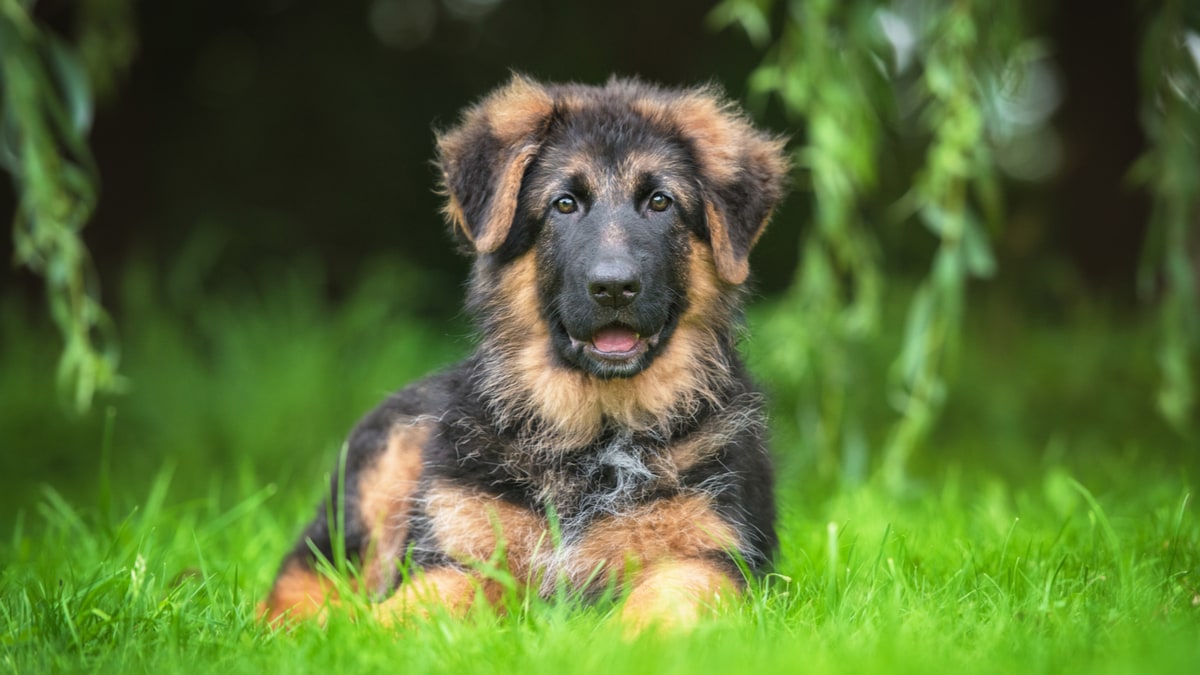 Bathing Your German Shepherd Puppy | BeChewy