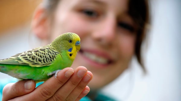 Why your bird needs a Planet Pleasures Bird Perch in their Life. - Planet  Pleasures
