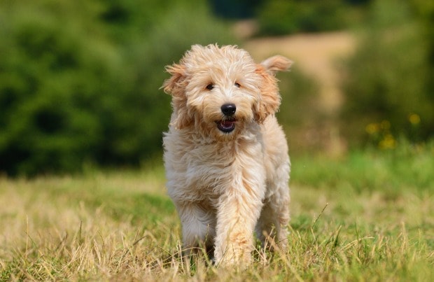 Goldendoodle Dog Breed | BeChewy