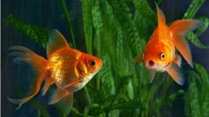 Proper Goldfish Water Temperatures