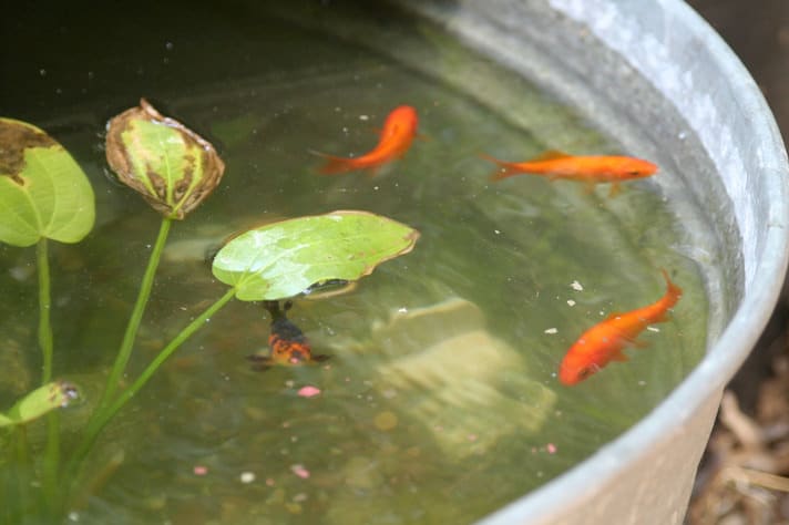 goldfish in water troughs