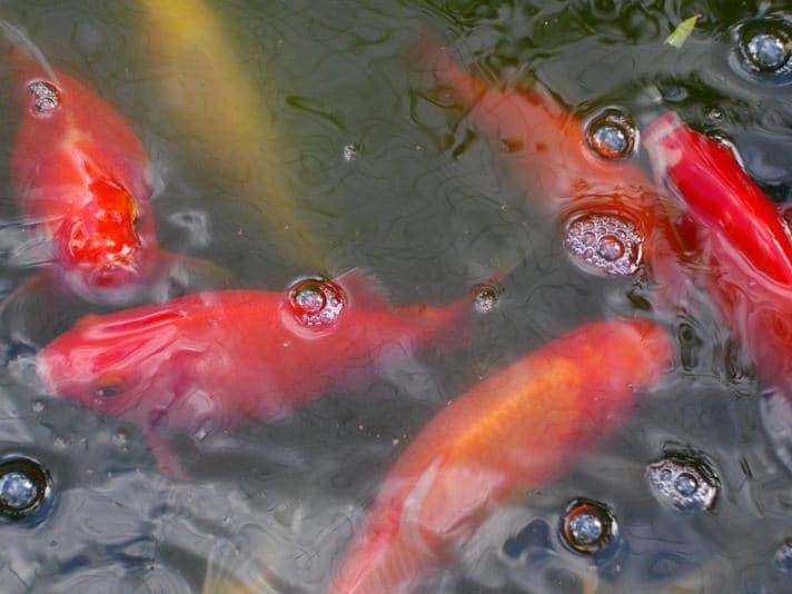 goldfish in water troughs