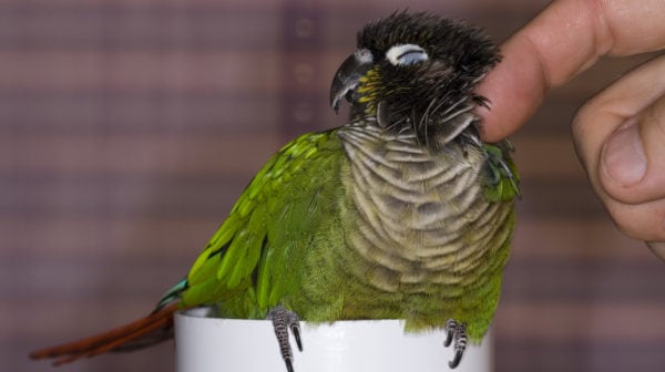 5 Reasons Conures Make Great Family Pets | BeChewy