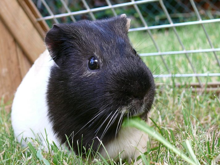 How to get your guinea pig to lose hot sale weight