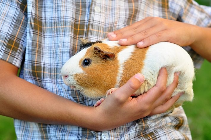 Best way to pet a 2024 guinea pig