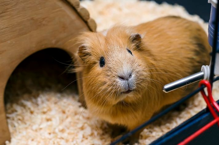 3 year store old guinea pig